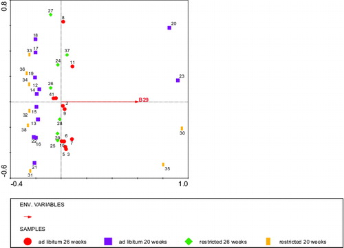 Figure 9. RDA analysis depicting the BLL fragment (Environmental variable B29) stained by IgM that significantly explained the body weight at slaughter with diet, age, and body weight at 2 weeks of age as covariates. Circles: ad libitum fed, 26 weeks of age (calves 1–11), squares: ad libitum fed, 20 weeks of age (calves 12–23), diamonds: restricted fed, 26 weeks of age (calves 24–28 + 37), and bars: restricted fed, 20 weeks of age (calves 29–36 + 38). Numbers represent individual calves. Fragment B29 (low body weight) explained 10% of the variation in body weight at slaughter.
