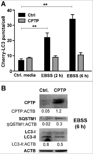 Figure 6. CPTP overexpression mitigates starvation-induced autophagy. (A) Autophagic puncta (mCherry-LC3) levels in HEK-293 cells transfected with plasmid encoding GFP-CPTP or mock GFP-vector control and grown in complete DMEM medium (Control) or starved by incubating for 2 or 6 h in nutrient-depleted EBSS medium. Bar graphs represent 20 cells per group in 3 independent experiments. Values are means ± s.e.m of 3 independent experiments carried out in triplicate. *P < 0.05, **P < 0.01, ***P < 0.001 2-way ANOVA. (B) Western immunoblot analysis of HEK-293 cells expressing either mock GFP-vector control or GFP-WT-CPTP for 24 h prior to subjecting to complete medium (controls) or nutrient-starvation for 6 h in EBSS medium. Quantitative insights are provided by ratiometric comparisons of band intensities to ACTB (loading control).