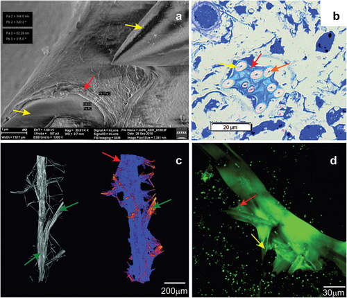 Figure 10. Imaging of the sponge Spongilla lacustris skeleton, based on SEM (Hitachi Uhr FE-SEM Su 8010); optical microscopy with methylene blue dying; µCT computed Tomography (X radia Zeiss) and CLSM technic. (a) The megascleres with the multilayer membrane on the surface. (b) Cross-sections of sponge body with megascleres and multilayer coating. (c) Reconstruction of sponge skeleton’s branch and lateral branching with marked enclosed layer. (d) Megascleres and autofluorescent layer. Megascleres central beam with marked beam forks and multilayer membrane.