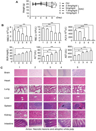 Figure 5. Toxicity of DAC in vivo. (a), (b) and (c) Body weight, blood analysis and H&E histology of various organs from Nu/Nu nude mice carrying H460 xenografts after treatment with increasing doses (0, 2.5, 5, 7.5, 10 mg/kg/d) of DAC for 8 days