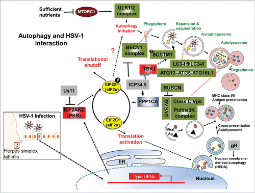 Figure 1. The autophagy pathway and its interaction with HSV-1. Upon HSV-1 infection, autophagy is stimulated through the activation of an IFN-inducible EIF2AK2/PKR-EIF2S1/eIF2α signaling cascade, which shuts off host protein synthesis and concomitantly turns on autophagy by hitherto unclear mechanisms (indicated by the question mark). Autophagy induction sequesters cytoplasmic contents, forming autophagosomes characterized by the LC3-I → LC3-II conversion and ATG12–ATG5-ATG16L1 supercomplex association. As lysosomes and/or endosomes fuse, many factors contribute to the formation of the autolysosome, enabling degradation of contents by hydrolytic enzymes. Digested materials can be recycled back into the cytosol for use in energy production, protein manufacturing or be delivered to antigen presentation pathways in response to infection. As such, autophagy is shown to be able to directly capture the neuroattenuated ICP34.5-mutant HSV-1 virions or viral components, delivering them for lysosomal degradation and/or for the antigen presentation of viral peptides to the MHC-I/-II pathway for adaptive immune activation. To counteract the antiviral role of EIF2AK2 and cellular autophagy, viral protein Us11 prevents EIF2AK2-mediated EIF2S1 phosphorylation. Interestingly, ICP34.5 acts to reverse phosphorylated EIF2S1 by recruiting of host phosphatase PPP1CA/PP1α. In addition, ICP34.5 restricts autophagic initiation and maturation by targeting BECN1, preventing BECN1 autophagy complex formation. ICP34.5 also engages TBK1 to inhibit TBK1-mediated antiviral signaling, and may also prevent autophagic cargo recruitment through TBK1-mediated SQSTM1 phosphorylation. Although the response of nuclear envelope-derived autophagosomes (NEDA) can be triggered by ICP34.5-associated active protein translation or independently by expression of abundant viral late proteins (e.g., gH [glycoprotein H]), ICP34.5 can restrict the NEDA maturation that engages in viral antigen presentation. The interplay between the herpes pathogen and its host cell reflects a constant battle for control. RUBCN, RUN domain and cysteine-rich domain containing, Beclin 1-interacting protein; VPS, vacuolar protein sorting.