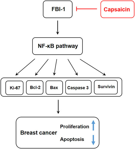 Figure 9 Schematic diagram of possible action mechanism of capsaicin on proliferation and apoptosis in breast cancer.