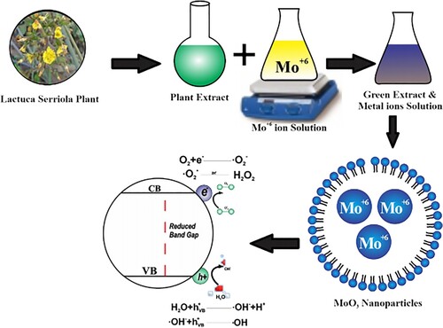 Figure 1. Lactuca Serriola plant extract–assisted synthesis of MoO3 nanoparticles.