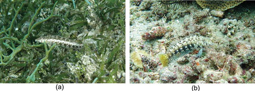 Photo 4.4 A cylindrical sandperch (Parapercis cylindrica) has adjusted its body coloration and patterning of blotches and stripes to that of the microhabitat background (mixture of seagrass, fleshy algae, sponge and sand patches) in seagrass meadows (4.4 a) and coral reefs (4.4 b). Photo by Jianguo Du in Xisha Islands, China.