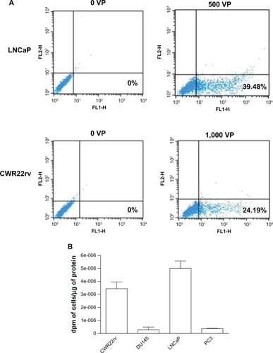 Figure 2 Evaluation of mRFP/ttk expression mediated by Ad5/35PSES mRFP/ttk in prostate cancer cells. (A) Cells were infected with 500 virus particles (LNCaP cells) or 1,000 virus particles (CWR22rv cells). After 24 hours, cells expressing red fluorescence were detected by flow cytometry. (B) Cells at a density of 5 × 106 were infected with Ad5/35 mRFP/ttkE1aPSESE4. The enzymatic activity of thymidine kinase driven by adenovirus 24 hours post infection was measured as described in the Materials and methods section.