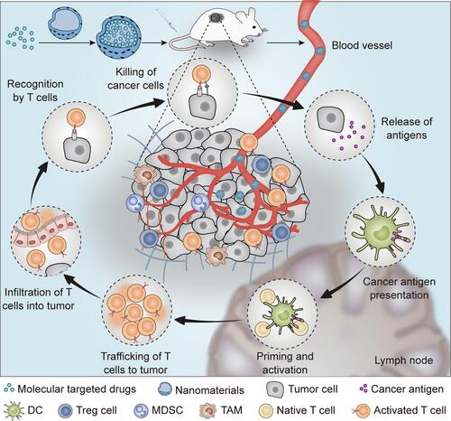 Scheme 1 Schematic illustration of the nanomaterial-enhanced immunomodulatory effect of molecular targeted drugs.