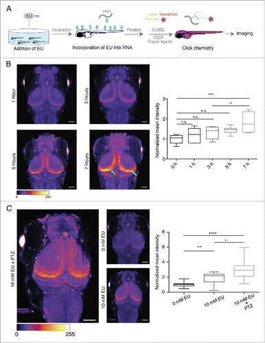 Figure 4. In vivo labeling of newly synthesized RNA in the larval zebrafish brain. (A) Experimental procedure. (B) Left. Representative images of the larval zebrafish head (dorsal view) showing the time-dependent increase in nascent RNA signal in specific regions (green arrows) of the tectum. LUT, Fire (pixel intensities 0–255). Right. Graph representing the time-dependent increase in the normalized mean fluorescence intensity of RNA signal for the indicated conditions. Scale bar, 25 μm. n = 7–9 larvae from 2 independent experiments. *p = 0.0221, p = 0.0001, n.s., (not significant). LUT, Fire. (C) Left. Representative images of the larval zebrafish head (dorsal view) showing PTZ-induced increase in the newly synthesized RNA signal in the indicated region of the tectum. Scale bar, 25 μm. LUT, Fire (pixel intensities 0–255). Right. Graph representing the PTZ- induced increase in the normalized mean intensity of the newly synthesized RNA signal for the indicated conditions. n = 22–24 larvae from 4 independent experiments. *p = 0.0133, **p = 0.0062, ****p < 0.0001.