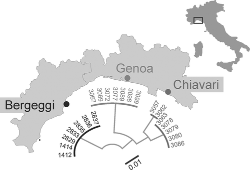 Figure 8. Acerentomon italicum Nosek, Citation1969. DNA Barcoding. Neighbour-joining (NJ) tree based on Kimura 2 Parameter (K2P) distances from 21 representatives of A. italicum from three collection sites in Liguria.