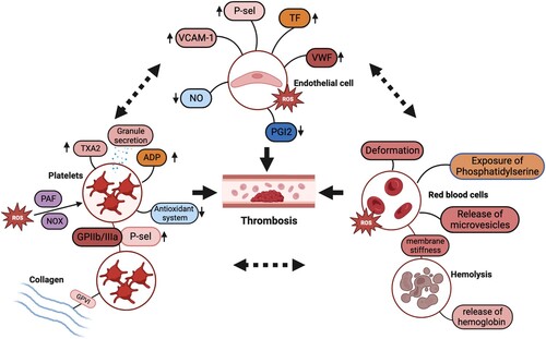 Figure 1. Oxidative stress of endothelial cells, platelets and erythrocytes and their crosstalk promote thrombosis.
