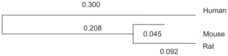 Figure 7 Phylogeny tree for orthologous CREB promoters.