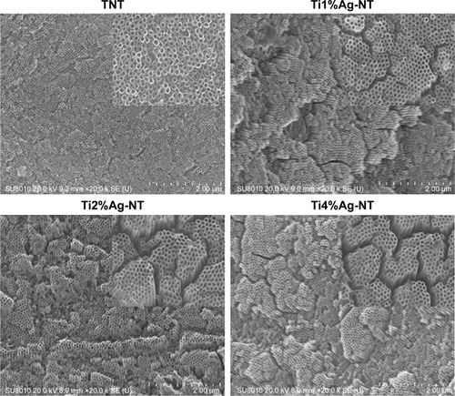 Figure 1 SEM views of the nanotubes (NT) formed on the surfaces of the TNT, Ti1%Ag-NT, Ti2%Ag-NT, and Ti4%Ag-NT samples with insets showing higher-magnification (60.0 k SE[U]).Abbreviations: SEM, scanning electron microscopy; TNT, titania nanotube.