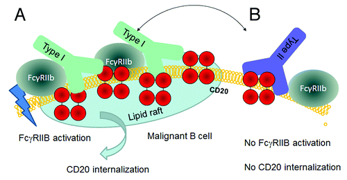Figure 3. Hypothetical model for CD20 binding of Type I and Type II CD20 antibodies explaining the impact of FcγRIIb on internalization. A) Type I antibodies such as rituximab may bind to CD20 in a conformation that allows simultaneous binding to FcγRIIb and subsequent signaling followed by internalization in lipid rafts. B) Type II antibodies such as GA101 may bind in a conformation that does not allow simultaneous binding to FcγRIIb, thus resulting in reduced internalization.