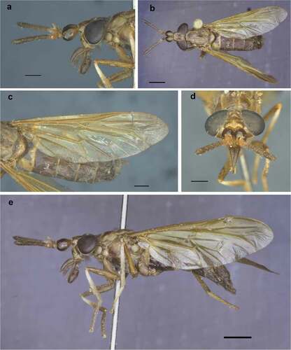 Figure 3. Acanthocera (Querbetia) inopinata (Fairchild). a – Head in lateral view; b – Full body in dorsal view; c – Left wing; d – Head in frontal view; e – Full body in lateral view (a – c – d scale bars = 1 mm; b – e scale bars = 2 mm)