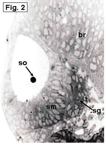 Figure 2. Hypophthalmichthys molitrix, 3 days after fertilization. Light microscopy micrograph of a transverse section across the developing inner ear, showing first appearance of the saccular otolith (so) on an accumulation of polygonal cells, representing the saccular macula (sm). Note the stato-acoustic ganglion (sg) behind the saccular macula. br, brain. 350×.