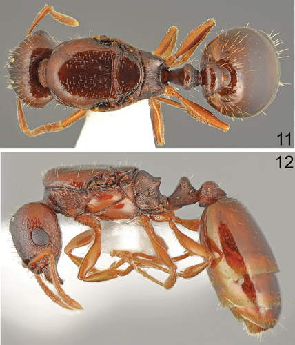 Figures 11,12. Tetramorium kephalosi Salata & Borowiec, gyne of host, the same specimen as in Figures 6–10. Figure 11. Dorsal view. Figure 12. Lateral view.