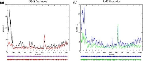 Figure 3. (Colour online) Graph of RMSF values of Cα atoms as a function of amino acids and predicted secondary structures of the average structures. (a) Cα atoms RMSF analysis of wild-type and mutant structure in the resting state (top). Black denotes wild-type structure and red denotes mutant structure in the resting state. Schematic wiring diagrams (bottom) show the secondary structure of the average structure (from 65 to 100 ns MD simulation). The purple diagram denotes wild-type average structure in the resting state; the red diagram denotes average mutant structure in the resting state. Strands are represented by arrows, and helices are represented by strings. (b) Cα atoms RMSF analysis of wild-type and mutant structure in the activated state (top). Blue denotes wild-type structure and green denotes mutant structure in the activated state. The schematic wiring diagram (bottom) in blue denotes wild-type average structure in the activated state, and green diagram denotes average mutant structure in the activated state. In both states, flexibility in mutant structure was lower than wild-type structure in most residues. In resting state, residues at locations, 143–145, 147, 149, 299, 330–331, 334, 336, 378–379, 520–521, 524–529, 535–537, 542, 545–546, 549, 553, 581, 590–596, 618–636, 643, 647–650, 873, 876–877, 905–907, 998–999, 1018–1020, were more flexible in mutant structure. The mutant structure exhibited higher fluctuation at residues 145, 412–414, 521, 530, 628–639, 771–775, 780, 798–812, 826–839, 855–868, 887–891 in the activated state. Schematic diagrams show changes in the secondary structures in the region between residues 3–30, 35–43, 61–75, 89–99, 193–194, 255–257, 281–286, 519–521, 648–654, 726–734, 795–802, 858–860, and 865–877 in the wild-type and mutant structure of the resting state. Changes of the secondary structures in the region between residues 65–84, 159–160, 251–262, 282–284, 288–290, 408–410,534–538, 602–608, 610–617, 795–801, 809–815, 859–860, and 888–889 were observed in the wild-type and mutant structure of the activated state.