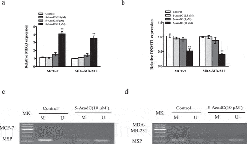 Figure 2. 5-AzadC treatment induced MEG3 promoter demethylation and MEG3 expression in breast cancer cells. (a and b) Cells were treated with different concentrations of 5-AzadC (2.5, 5 or 10 µM). The expression levels of MEG3 and DNMT1 were detected by qRT-PCR in MCF-7 and MDA-MB-231 cells. (c and d) Cells were treated with 10 µM 5-AzadC. The MEG3 promoter methylation level was detected by MSP method. Data are shown as the mean ± SD (n = 3). *P < 0.05, **P < 0.01 vs. respective control.