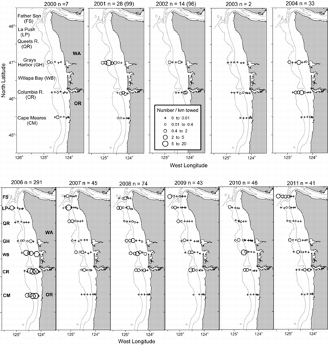 FIGURE 2. Annual maps of station CPUE (fish/km towed) for juvenile steelhead collected during National Oceanic and Atmospheric Administration Fisheries’ pelagic trawl surveys off the coasts of Washington and Oregon in 1999–2011. No fish were captured in 1999 or 2005. The numbers of fish captured each year (n) are shown. In 2001 and 2002, additional samples were obtained during a supplemental study near the Columbia River plume front (De Robertis et al. Citation2005); sample sizes from that study are shown in parentheses. The 100- and 200-m isobath lines are shown in light gray.