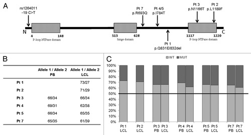 Figure 3. Pyrosequencing assay. (A) Schematic representation of the SMC1A protein showing relative positions of the mutations on the functional domains. Boxes indicate the N- and C-terminal NTPase-binding cassettes (ABC) (amino acids 4–148 and 1117–1220, respectively) and the crucial hinge motif (amino acids 513–628), while the black line represents the coiled-coil domains. The position of the coding SNP rs1264011 at the N-terminus of the protein is indicated. Mutation-specific pyrosequencing assays were performed for each of the six investigated CdLS patients, and a specific assay for the coding SNP rs1264011 was used for the 15 heterozygous controls. (B) Pyrosequencing results. Expression levels of the wild type (allele 1) and mutant (allele 2) SMC1A alleles in six patients (Pt). In four patients, RNA expression analysis of both peripheral blood (PB) and LCLs are shown. (C) Histograms of pyrosequencing analysis data. Patients’ (Pt) wild type allele expression is shown in light gray and mutant allele expression is in dark gray. For comparison, the relative allele expression in controls (1:1) is indicated with a horizontal black line.