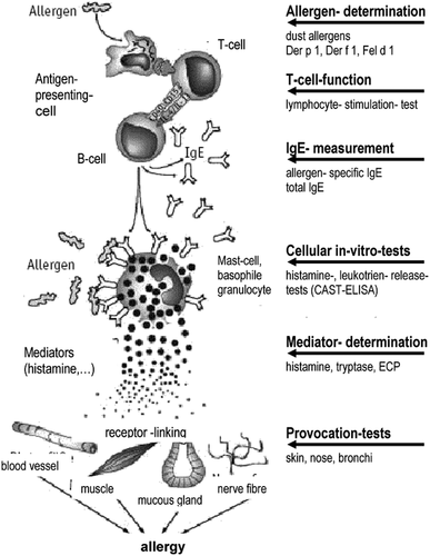 Figure 3. Microstructures of allergens and effector regions in diagnostic tests. IgE reactions are shown with different diagnostic principles and allergological tests. It indicates the fraction of total IgE antibody sIgE in serum specific for certain allergens. sIgEs show a particular sensitivity to the allergen to which they are specific. It responds in different ways in different effector organs with different diagnostic methods.Citation14