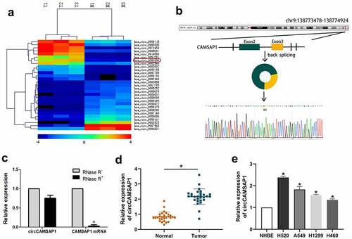 Figure 1 circCAMSAP1 existed and is highly expressed in NSCLC. (a) Heatmap: Among three pairs of samples, circCAMSAP1 (also named hsa_circ_0001900) is significantly highly expressed in lung cancer tissues compared with its corresponding paracancerous tissues. (b) Genomic location and splicing mode of circCAMSAP1 show the CAMSAP1 exon 2–3 circularization forming circCAMSAP1. (c) qRT-PCR analysis of circCAMSAP1 and CAMSAP1 linear mRNA with or without RNase R treatment. (d) Relative expression of circCAMSAP1 in 28 NSCLC tissues compared with nontumor tissues by qRT-PCR. (e) Relative expression of circCAMSAP1 in NSCLC cell lines compared with NHBE cells by qRT-PCR. *P < 0.05.