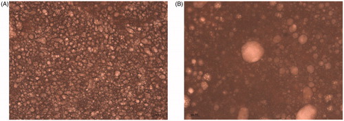 Figure 4. Microscopy (magnification, 40×) of emulsions of different colour chicken liver protein. (A) Emulsion of normal colour chicken liver protein; (B) emulsion of discolouration chicken liver protein.