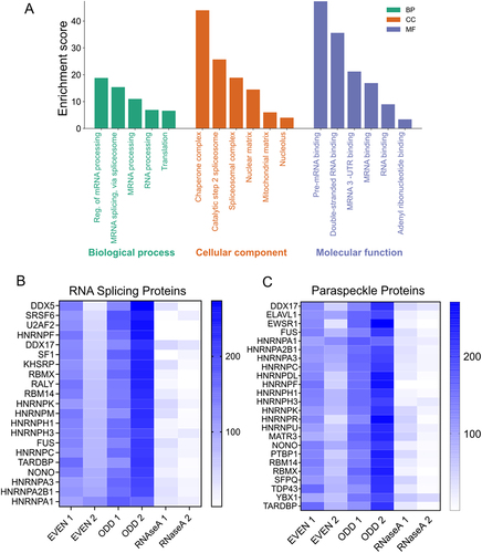 Figure 2. Gene ontology of the NEAT1 interacting proteins (A) bar graph depicting the enrichment score of the mentioned GO terms under biological processes (BP), Cellular component (CC) and Molecular function (MF) category. (B) heatmap showing the enrichment of the RNA splicing proteins detected in the ODD and EVEN pulldowns (C) heatmap showing the enrichment of the paraspeckles proteins in the ODD and EVEN sets of pulldown.