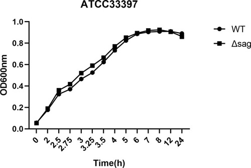Figure 8 The growth curves of S. anginosus (ATCC33397) and the Δsag mutant.