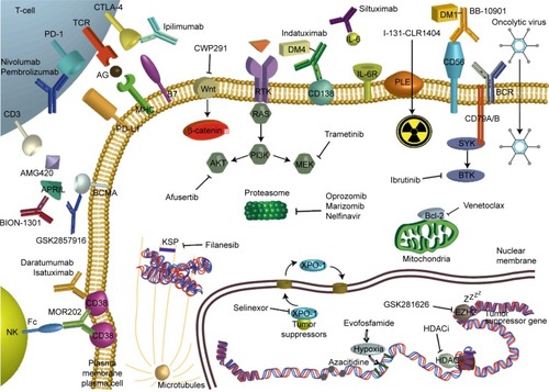 Figure 1 Depicted mechanisms of action of emerging therapies in the treatment of multiple myeloma.