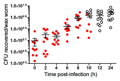 Figure 3. Kinetics of M1 GAS bacterial growth in vivo. Wax worms were inoculated with a lethal dose of M1 GAS. At each time point, wax worms were homogenized in 0.5 ml PBS and β-hemolytic bacteria enumerated by plating on blood agar. Each symbol represents bacterial counts obtained from an individual wax worm. Closed circles represent wax worms that were still alive, open circles represent wax worms that were dead. Line indicates the mean ± SEM.