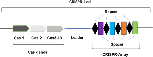Figure 1 The structure of CRISPR system.