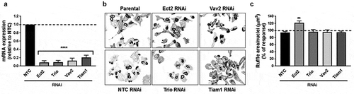 Figure 2. Effect of silencing specific Rac-GEFs on PMA-induced ruffle formation in NSCLC cells. A549 cells were transfected with specific RNAi duplexes (Dharmacon) targeting individual Rac-GEFs. After 24 h, cells were serum starved for an additional 24 h, and then treated with PMA (0.1 μM, 30 min). Ruffle formation was evaluated by microscopy after rhodamine-phalloidin staining. Panel A. Representative Q-PCR showing the specific depletion of Ect2, Trio, Vav2, and Tiam1. NTC, non-target control RNAi. ****, p < 0.0001. Panel B. Representative micrographs of ruffle formation are shown. Panel C. Quantification of ruffle area/cell was done as previously described [Citation16]. Results are expressed as percentage relative to the PMA response in parental (mocked-transfected) cells (dotted line). Data are expressed as mean ± S.E.M. (n = 3). **, p < 0.01