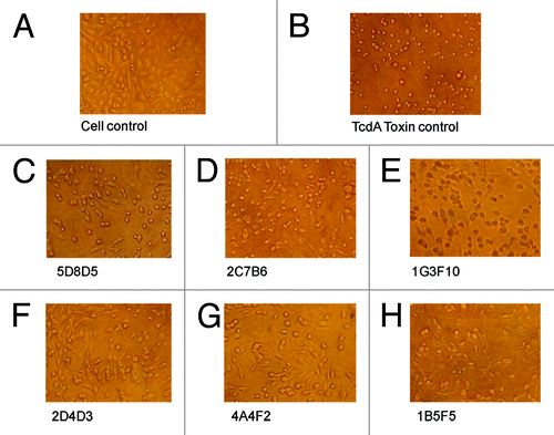 Figure 5. The neutralizing activities of TcdA-specific mAb measured by their protection against TcdA toxin in CHO cells. Light microscopic images of CHO cells with various treatments are shown: (A) “Cell control” lacks treatment by both TcdA toxin and mAb. (B) “Toxin control” is TcdA toxin without any antibody. (C–H) Cells were cultured with TcdA toxin with one TcdA mAb, as indicated under each panel. The mAb concentration was 15 µg/ml.