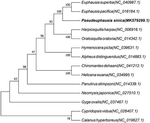 Figure 1. Phylogenetic relationship of 14 species in phylum Arthropoda based on the concatenated data set of 13 protein-coding genes. Genbank accession Numbers: Euphausia superba (NC_040987.1), Euphausia pacifica (NC_016184.1), Harpiosquilla harpax (NC_006916.1), Hymenocera picta (NC_039631.1), Oratosquilla oratoria (NC_014342.1), Alpheus distinguendus (NC_014883.1), Chiromantes dehaani (NC_041212.1), Helicana wuana (NC_034995.1), Panulirus stimpsoni (NC_014339.1), Neomysis japonica (NC_027510.1), Gyge ovalis (NC_037467.1), Cypridopsis vidua (NC_028407.1) and Calanus hyperboreus (NC_019627.1).