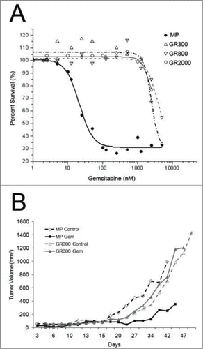 Figure 1. In vitro and in vivo growth inhibition of gemcitabine resistant cell lines. (A) Colorimetric 3-day MTT assay was used to determine the growth inhibition of MiaPaCa (MP) cells and 3 gemcitabine-resistant (GR) derivatives. Cells were incubated for 72 hours with increasing concentrations of gemcitabine. Metabolism of tetrazolium dye to formazan was used to assay cell viability. (B) Subcutaneous tumors were established in SCID mice followed by treatment with gemcitabine (180 mg/kg) q 4 days. Treatment was initiated when the mean tumor volume was 50 mm3, and tumor volume was measured every 3 days. The study was terminated when tumor burden exceeded 20% of total body weight, as per IACUC regulations.