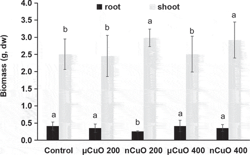 Figure 2. Biomass (dry weight (DW)) of lettuce roots and shoots harvested after 60 days grown in soil amended with CuO nanoparticles (nCuO) or microparticles (μCuO) at 0 (control), 200 and 400 mg/kg. Data are means of four replicates ± standard deviation. Different letters among columns indicate statistically significant differences at p ≤ 0.05.