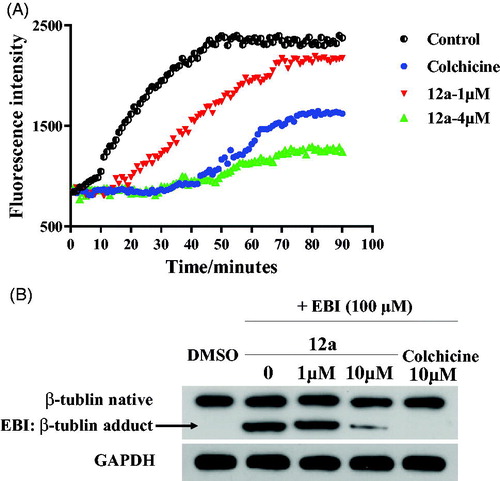 Figure 5. (A) Tubulin polymerisation inhibitory activity of 12a. (B) EBI competition assay of 12a in PC3 cells.