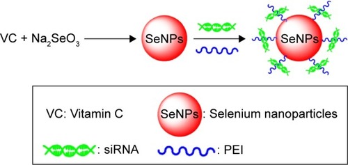 Figure 1 Synthetic route of Se@PEI@siRNA.Abbreviations: PEI, polyethylenimine; SeNPs, selenium nanoparticles; Se@PEI@ siRNA, small interfering RNAs with PEI-modified selenium nanoparticles; VC, vitamin C.