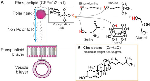 Figure 4 Main components of liposomes. (A) Phospholipids (nomenclature=phosphatidyl + choline, + ethanolamine, + glycerol, + inositol, + serine) the molecular weight of the lipids will change depending on the R groups; (B) Chemical structure of cholesterol.