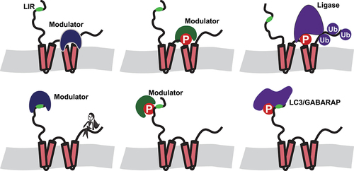 Figure 1. Schematic overview of putative, cell type specific regulatory pathways for reticulophagy involving CSNK2. Modulators, expressed in a cell-type specific manner, may bind to either non-phosphorylated or phosphorylated regions of RETREG/FAM134 proteins. This can facilitate or prevent the recruitment of ubiquitin ligases and Atg8-family proteins to the RHD and LIR domain, respectively. The possibility that two modulators, one targeting the LIR and the other targeting the RHD domain, can be expressed in the same cell further increases the number of cell-type specific responses.