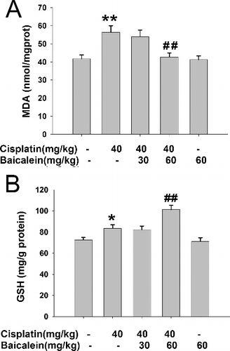 Figure 3. The levels of liver MDA (A) and GSH (B) in cisplatin-treated mice with or without administration of baicalein.