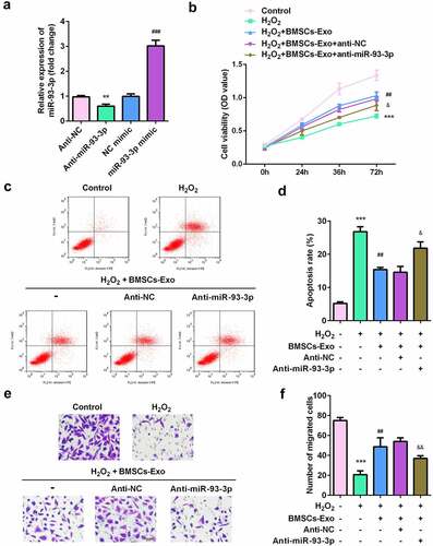 Figure 4. miR-93-3p-silenced BMSC-exos lose their protective effect on HaCaT cells damaged by H2O2. (a) The expression of miR-93-3p was evaluated by qRT-PCR method. (b) The cell viability of HaCaT cells was detected by MTT assay. (c) Flow cytometry was used to detect cell apoptotic rates. (d) The migration ability of cells was assessed by Transwell assay. **P < 0.01, ***P < 0.001 vs. Anti-NC or control group; ## P < 0.01 vs. H2O2 group; & P < 0.05, && P < 0.01, &&& P < 0.001 vs. H2O2 + BMSC-exos group