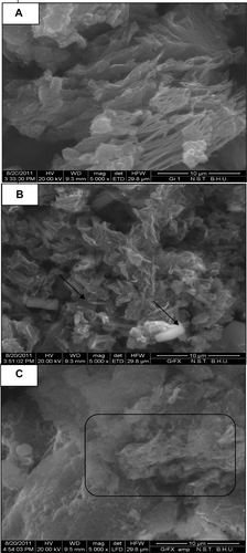 Figure S1 SEM images of GS (A), f-Gr (B), and f-Gr-AmB (C).