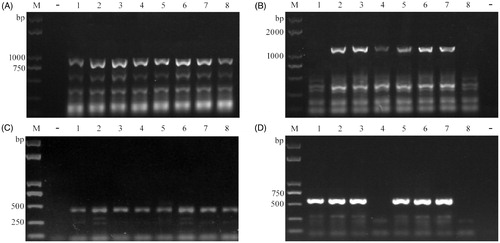 Figure 3. Colony PCR by using 2 × T5 direct PCR kit. (A) for lac3-1 amplification in YLCs of T. fuciformis; (B) for lac3-2 amplification in YLCs of T. fuciformis; (C) for egfp-1 amplification in L. tuber-regium; (D) for egfp-2 amplification in P. ostreatus. M: Trans2K plus DNA marker (Transgen, Beijing, China), −: negative control; +: positive control; 1–8: putative transformants.