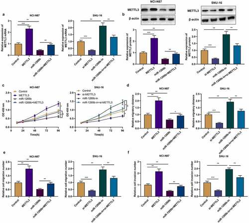 Figure 4. miR-1269b regulates the progression of GC by targeting METTL3 (a) and (b) qRT-PCR and Western blot were used to detect the expression of METTL3 mRNA and protein after the transfection. (c) CCK-8 assay was used to evaluate GC cell proliferation. (d)–(f) The migration and invasion ability of NCI-N87 and SNU-16 cells were evaluated by wound healing assay and transwell assay. *P < 0.05, **P < 0.01, and ***P < 0.001