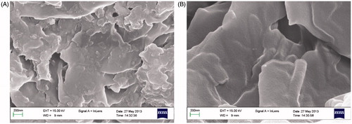Figure 2. SEM images of xerogels formed by MDP in toluene at the concentration of 10% (A) and 15% (B).