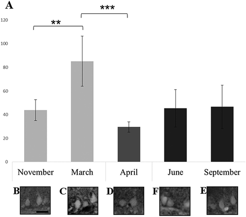 Figure 2. GLUR 2–3 immunofluorescence staining pattern in Purkinje cells.(a) Histogram showing the optical density (OD) trend of Purkinje cell soma. The OD was significantly higher after a long hibernation period (in March), compared to that measured during the other evaluated periods. Statistically significant differences were highlighted comparing November (mean 43.8; SD ± 8.8) with March (mean 85.2; SD ± 21.2) and March with April (mean 29.6; SD ± 4.3) with respective p-values of p < 0.01 and p < 0.001. No significant differences were detectable comparing the other months. (b–e) Purkinje cell somata are immunopositive, more intensely in March. Scale bars: b–e = 25 µm.