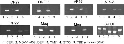 Figure 4. PCR analysis of potential presence of latent MDV genome in avian cells. PCR primers for various MDV gene sequences were used in PCR analysis: ICP4, LAT, ICP22, ICP27, meq, pp38, VP16, ORF L1, and gB. PCR was carried out with 2x JumpStart RED Taq (Sigma). The amplified fragments were resolved by electrophoresis in 2% agarose E-Gels (Invitrogen).