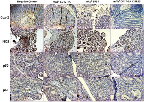 Figure 5. Multiple mAbP CO17-1A × BR55 regulates the inflammatory proteins in AOM/DSS-induced colorectal tumor tissues of mice. Expression of inflammatory proteins was determined by H&E staining and immunohistochemistry assay. Inflammatory proteins expressing cells were examined immunohistochemistry stain using the ABC kit. Each band is representative of three independent experimental results. Bar indicates 100 μm.
