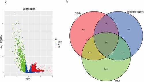 Figure 1. The m6A-related immune genes gained. (a) 2856 DEGs in BC were shown in volcano plot. The green, red, and blue dots mean downregulated and upregulated genes and no differential expression, respectively. (b) The Venn diagram shown the result of the intersection of the DEGs, immune genes and m6A-related genes
